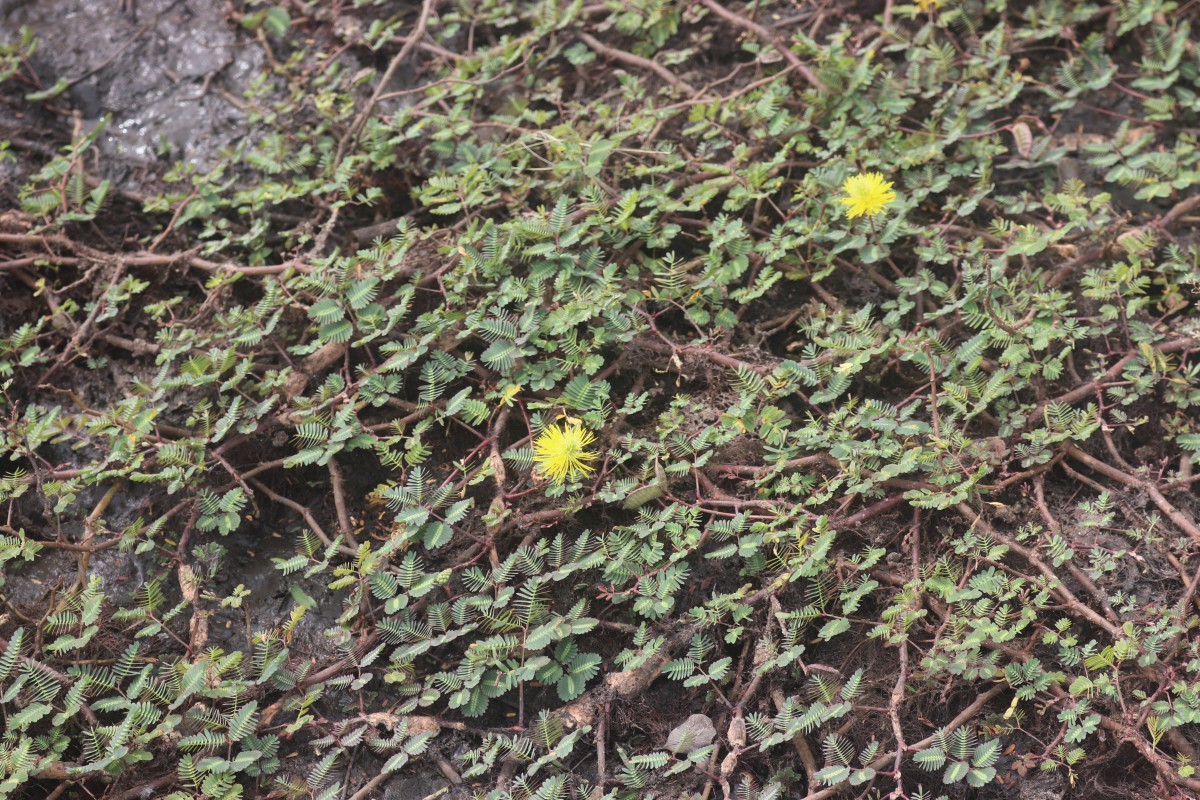 Neptunia prostrata (Lam.) Baill.